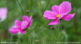 小菊花