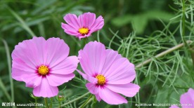 小花