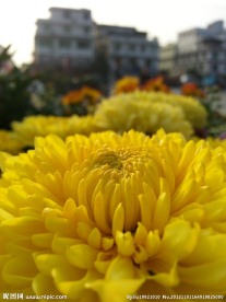 盛开菊花
