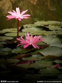 花卉 睡莲