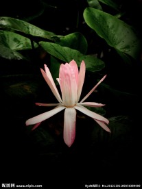 花卉 睡莲