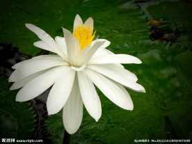 花卉 睡莲