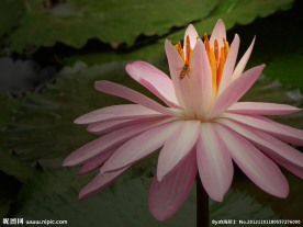 花卉 睡莲