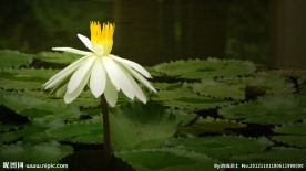 花卉 睡莲