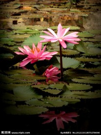 花卉 睡莲