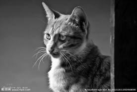 猫王