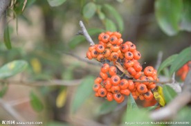 火棘的果