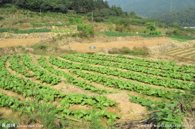 田园景色