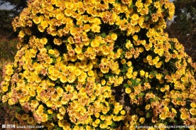山菊花