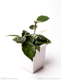 盆栽植物