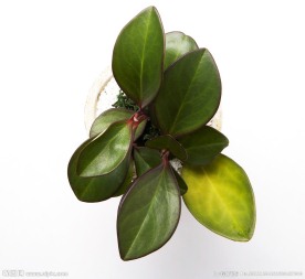 盆栽植物