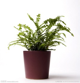 盆栽植物