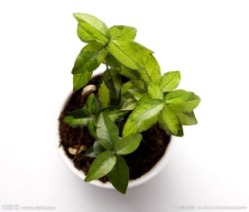 盆栽植物