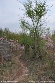 乡村