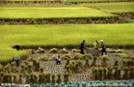 稻田