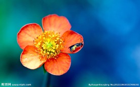 小花