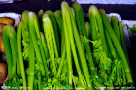 西芹菜 蔬菜芹菜