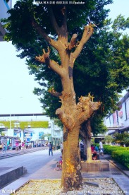 城市绿化 环保工程