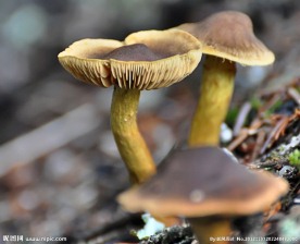 野生菌