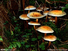 蘑菇群