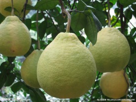 沙田柚 柚子 甜柚