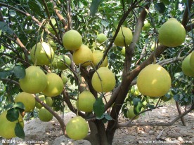 沙田柚 柚子 甜柚