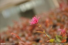 花卉