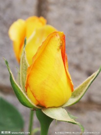花蕾