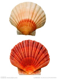 贝壳 海螺