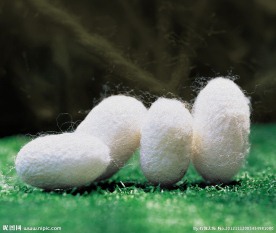 蚕茧