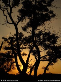 夕阳树