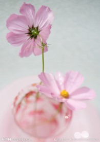 格桑花