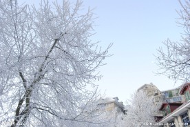 庐山大雪后的美