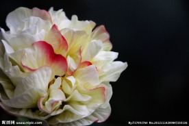 芙蓉花