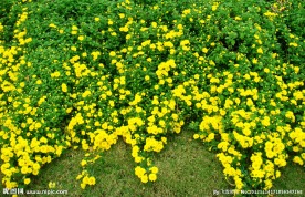 金钱菊