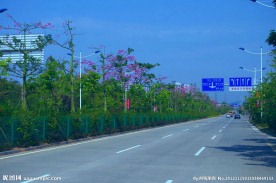 道路景观 城市绿化