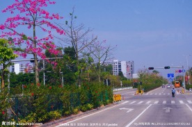道路景观 城市绿化
