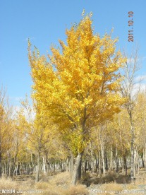 胡杨树林