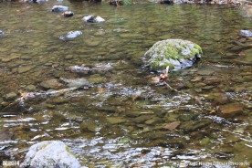小溪河流