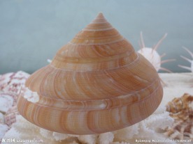 贝壳 海螺
