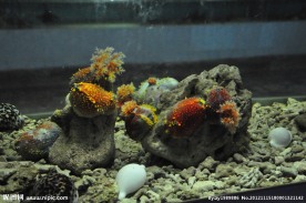 海底珊瑚礁