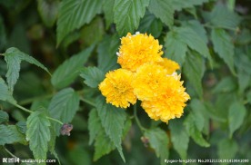 重瓣棣棠花