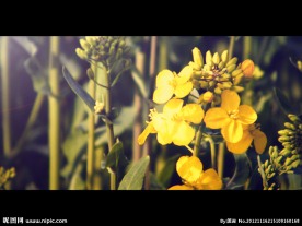 油菜花