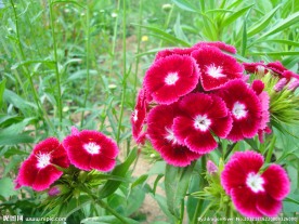 石竹花