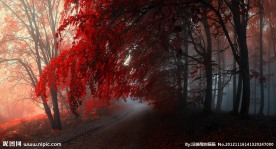 秋季树林