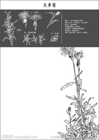 矢车菊