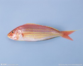 海鱼