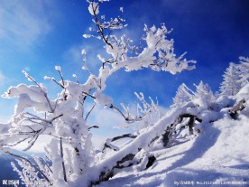 严冬看雪