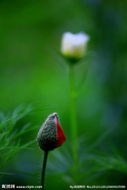 花苞