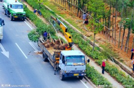 交通建设 道路绿化